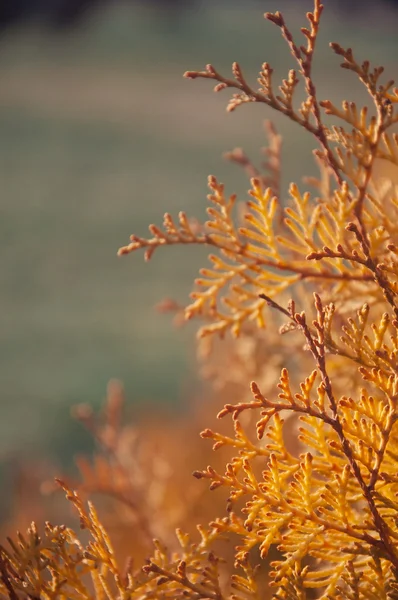 Orange barrträd gren — Stockfoto