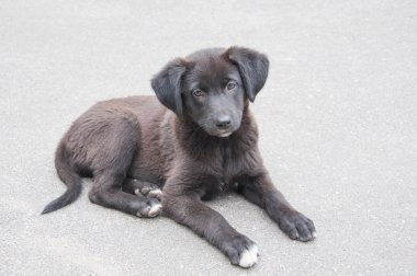 Köpek yavrusu siyah