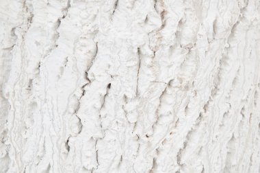 ağaç kabuğu arkaplanı