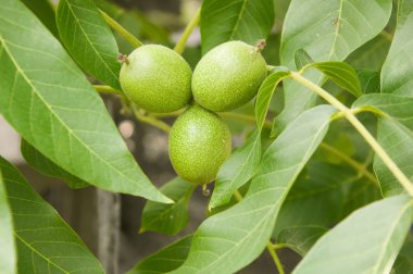 Ceviz ağacının yaprakları ve meyve ile