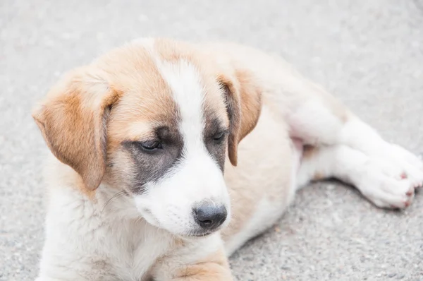 Il cagnolino — Foto Stock