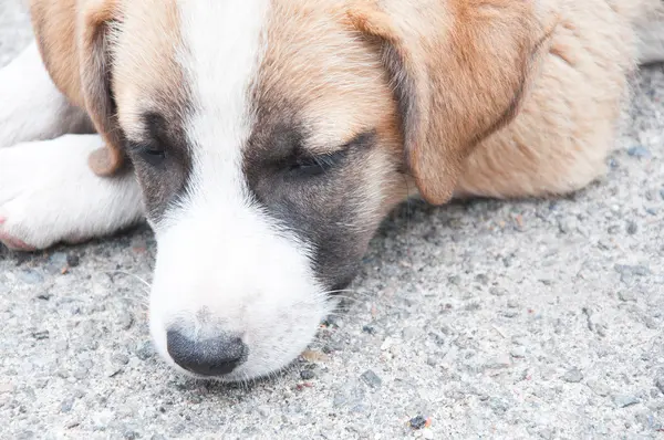 Il cagnolino — Foto Stock