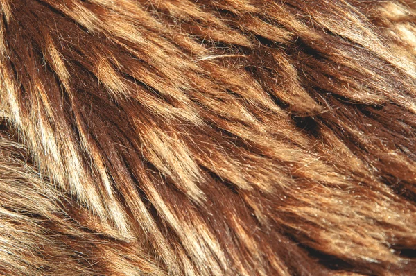 Brown a fur background — Stock Photo, Image