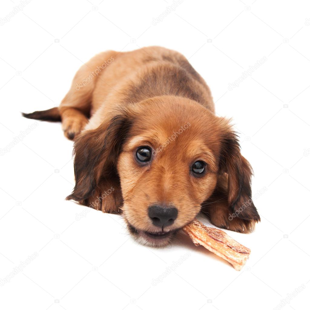 Dachshund puppy lying isolated