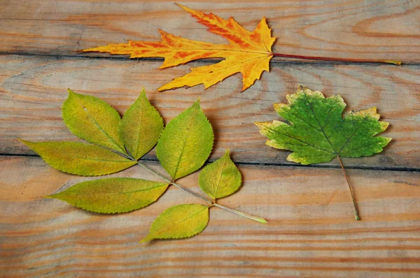 Herbarium of dried plants background — Stock Photo, Image