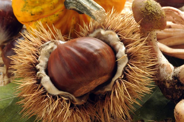 Chiudi Castagne Zucca Funghi — Foto Stock