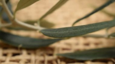 Zeytin dalına yaklaş.
