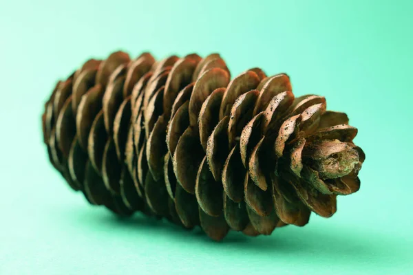 Close Pine Cone — Stock Photo, Image