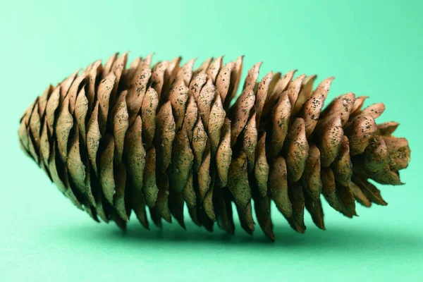 Close Pine Cone — Stock Photo, Image