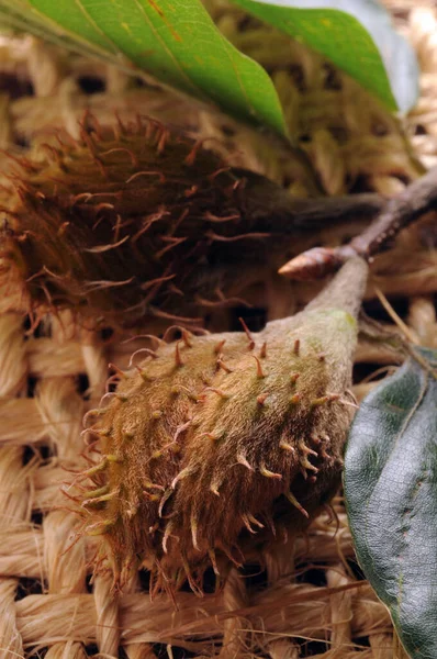 Bucheckern Auf Dem Zweig lizenzfreie Stockfotos