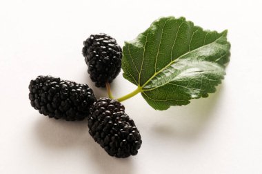 Close up on mulberry blackberries