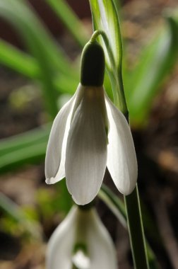 Close up on a snowdrop in spring.
