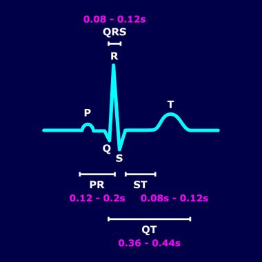 Etiketli P dalgası, QRS kompleksi, T dalgası, PR aralığı, ST segmenti ve standart süre aralığı ile normal ECG sinüs ritmi. Elektrokardiyogramın tıbbi eğitim diyagramı. Vektör.