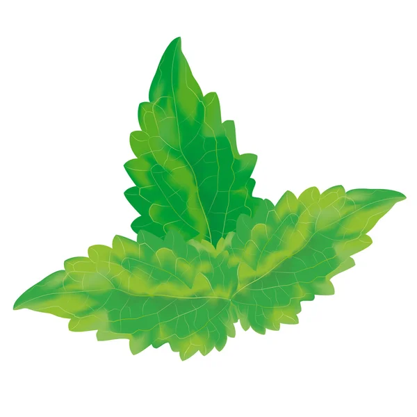 Vector mint leaves — Stock Vector