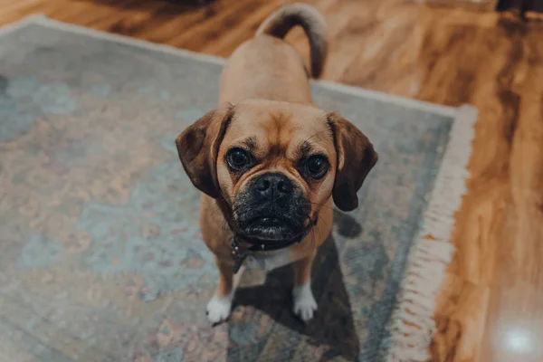 Retrato Vista Alto Ângulo Puggle Sentado Chão Casa Olhando Para — Fotografia de Stock