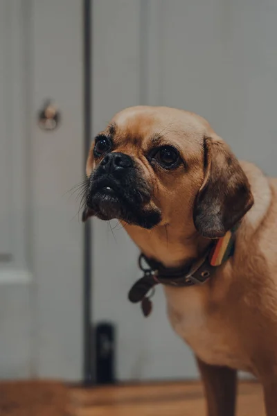 Close Portret Van Een Puggle Met Een Regenboog Hart Kraag — Stockfoto