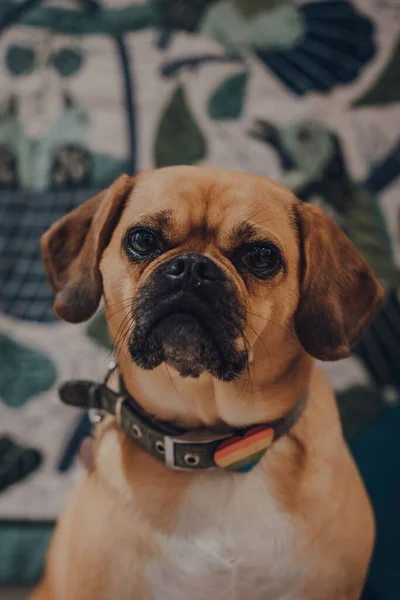 Close Retrato Puggle Com Coração Arco Íris Colarinho Foco Seletivo — Fotografia de Stock