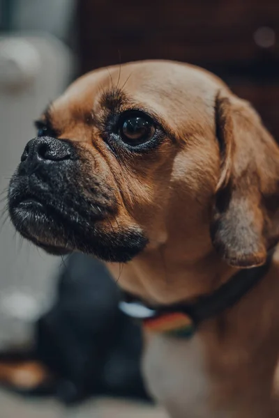 Κοντινό Πλάνο Πορτρέτο Ενός Σκυλιού Puggle Επιλεκτική Εστίαση Κοιτάζοντας Στο — Φωτογραφία Αρχείου