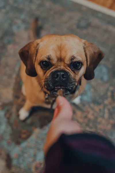 Πορτρέτο Ενός Σκυλιού Puggle Κάθεται Στο Πάτωμα Στο Σπίτι Ανυπομονησία — Φωτογραφία Αρχείου