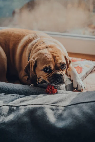 Retrato Lindo Perro Puggle Acostado Cojín Junto Ventana Relajándose Luz — Foto de Stock