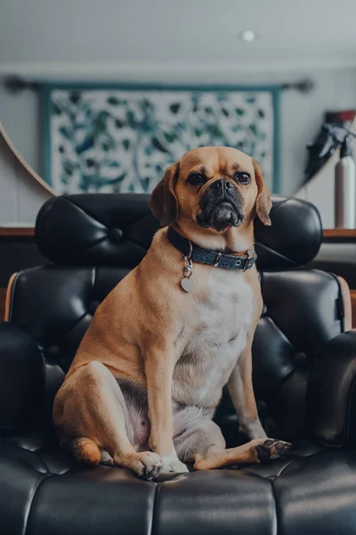 Evdeki Siyah Deri Koltukta Oturan Sevimli Puggle Köpeğinin Portresi Kameraya — Stok fotoğraf