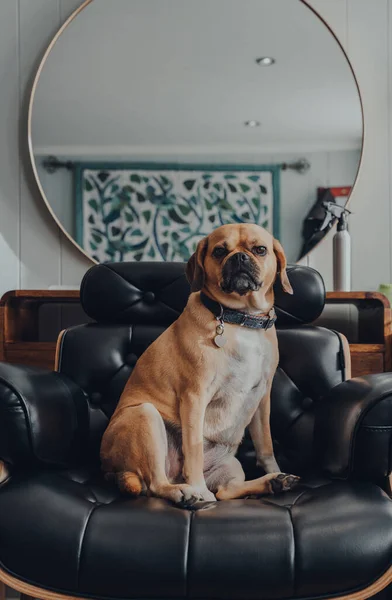 Πορτρέτο Ενός Χαριτωμένου Σκυλιού Puggle Κάθεται Μια Μαύρη Δερμάτινη Καρέκλα — Φωτογραφία Αρχείου