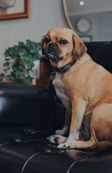 家で黒い革の椅子に座っているかわいいパグ犬の肖像画は カメラを見て 浅い焦点 — ストック写真