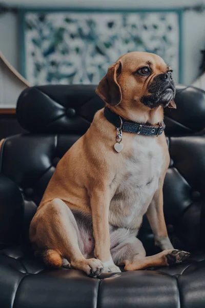 Siyah Deri Koltukta Oturan Sevimli Bir Puggle Köpeğinin Portresi Yana — Stok fotoğraf