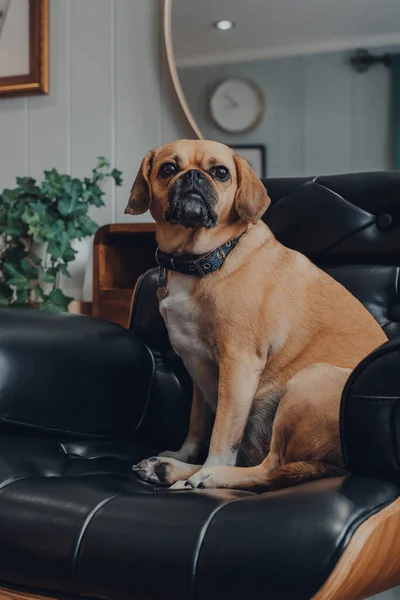 家で黒い革の椅子に座っているかわいいパグ犬の肖像画は 側面を見て 浅い焦点 — ストック写真