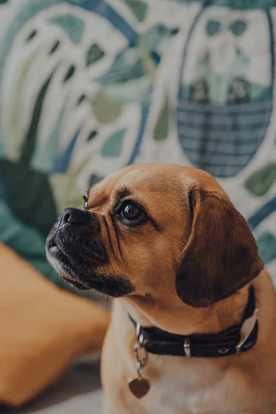 Şirin Bir Puggle Köpeğinin Yakın Portresi Seçici Odaklı Yana Bakıyor — Stok fotoğraf