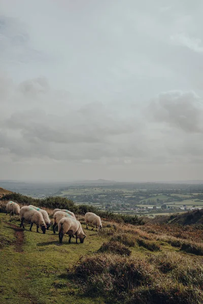 Pâturage Moutons Mendip Hills Somerset Royaume Uni Vue Panoramique Ciel — Photo