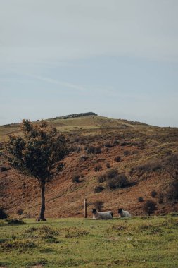 Arka planda Mendip Hills, Somerset, UK, Crook Peak 'te bir ağacın gölgesinde dinlenen koyunlar..