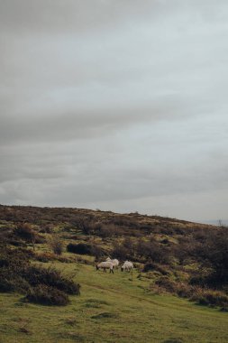 Mendip Hills, Somerset, İngiltere 'de koyun otlatma, manzaralı manzara ve arka planda bulutlu gökyüzü.