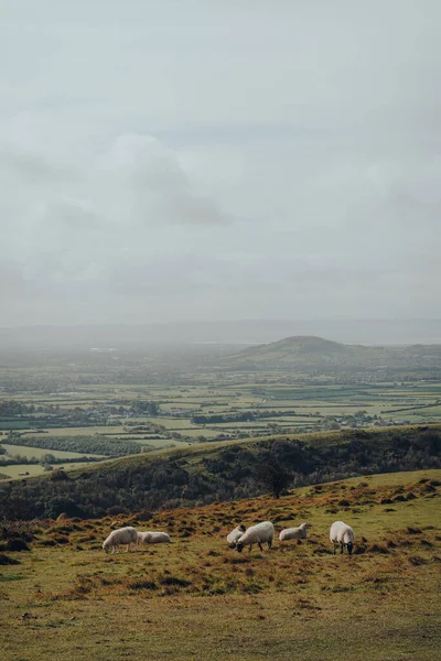 Pâturage Moutons Mendip Hills Somerset Royaume Uni Vue Panoramique Ciel — Photo