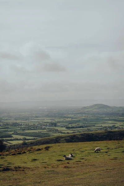 Schafe Mendip Hills Somerset Großbritannien Malerische Aussicht Und Bewölkter Himmel — Stockfoto