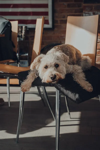 Evde Yemek Sandalyesinin Üstünde Yastığa Uzanmış Sevimli Beyaz Köpek Seçici — Stok fotoğraf