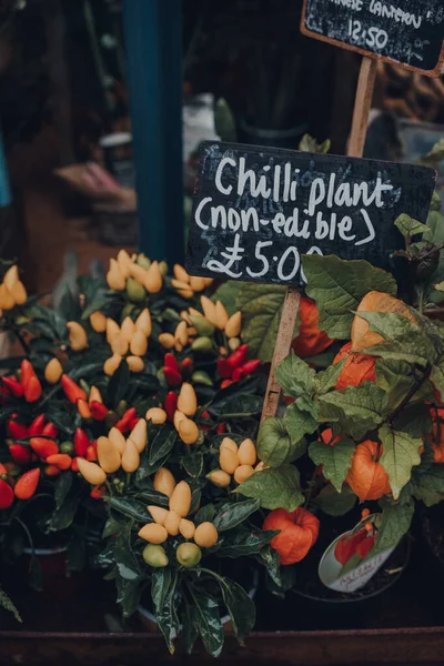 Plantas Chile Rojo Con Precio Venta Mercado Callejero Frome Somerset —  Fotos de Stock