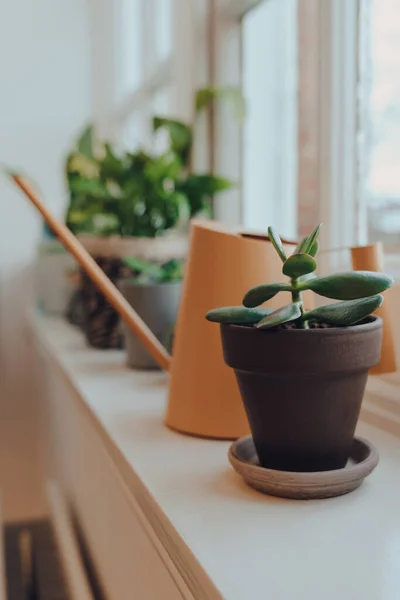 Rangée Plantes Pot Arrosoir Sur Rebord Fenêtre Maison Foyer Peu — Photo