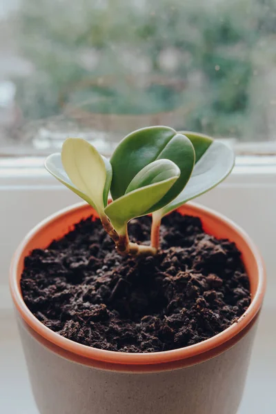 Plante Caoutchouc Pour Bébé Peperomia Obtusifolia Dans Pot Poussant Sur — Photo