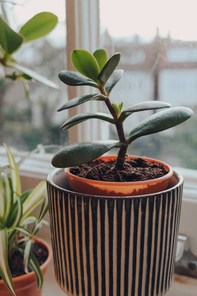 Vue Une Petite Plante Jade Pot Décoratif Poussant Sur Rebord — Photo