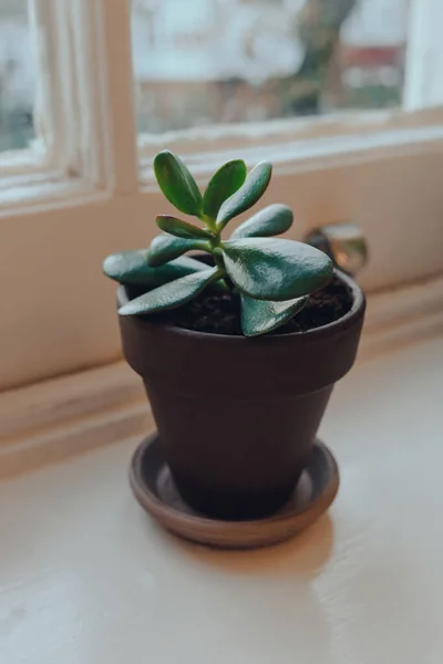 Vue Angle Élevé Une Petite Plante Jade Dans Pot Terre — Photo