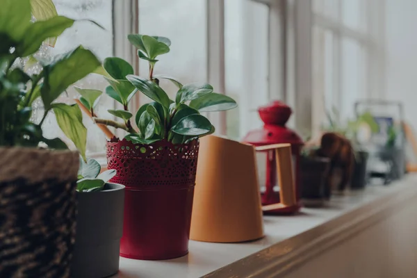 Row Potted Plants Watering Can Windowsill Home Shallow Focus — Stock Photo, Image