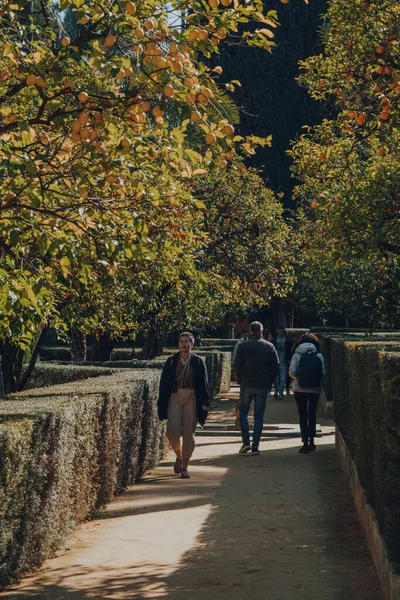 Севілья Іспанія Січня 2020 Вид Сад Дами Алькасарі Севільському Королівський — стокове фото
