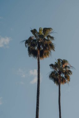 Güneşli bir günde mavi gökyüzüne karşı iki uzun palmiye ağacı..