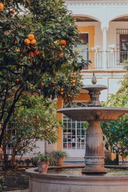 Seville, İspanya - 19 Ocak 2020: Güneşli bir kış gününde Kastilya Kralı Peter için inşa edilmiş bir kraliyet sarayı olan Sevilla 'nın bahçelerinde portakal ağaçları tarafından çeşme.