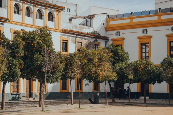 Sevilla España Enero 2020 Vista Naranjos Patio Banderas Una Plaza — Foto de Stock