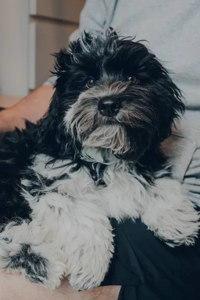 Bonito Cachorrinho Preto Branco Meses Idade Havanês Relaxante Colo Seu — Fotografia de Stock