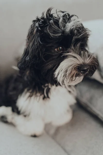 Adorável Cachorrinho Havanês Preto Branco Meses Sofá Casa Olhando Para — Fotografia de Stock