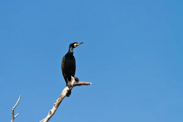 Kormoran w drzewo — Zdjęcie stockowe