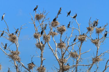 Ağaçtaki karabatak yuvaları 